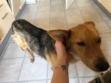 CESAR, Hund, Mischlingshund in Hannover - Bild 4