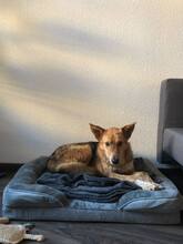 CESAR, Hund, Mischlingshund in Hannover - Bild 5