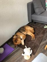 CESAR, Hund, Mischlingshund in Hannover - Bild 9