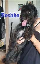 ROSHKO, Hund, Mischlingshund in Langenhagen - Bild 2