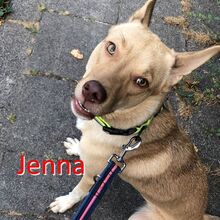 JENNA, Hund, Mischlingshund in Lambrecht - Bild 1