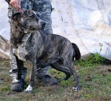 COP, Hund, Mischlingshund in Ungarn - Bild 13