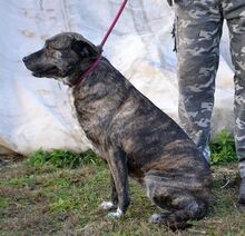 COP, Hund, Mischlingshund in Ungarn - Bild 14