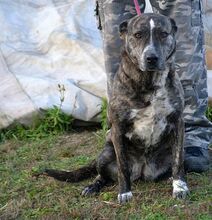 COP, Hund, Mischlingshund in Ungarn - Bild 17