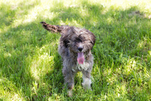 MIRA, Hund, Mischlingshund in Kroatien - Bild 3