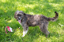 MIRA, Hund, Mischlingshund in Kroatien - Bild 5