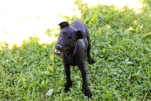 FILOU, Hund, Mischlingshund in Kroatien - Bild 3