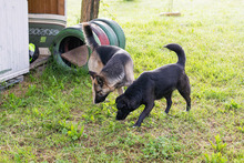 NADA, Hund, Mischlingshund in Kroatien - Bild 3
