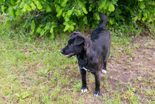 NADA, Hund, Mischlingshund in Kroatien - Bild 5