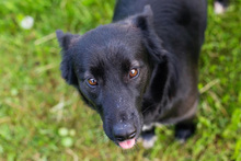 NADA, Hund, Mischlingshund in Kroatien - Bild 6