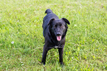 NADA, Hund, Mischlingshund in Kroatien - Bild 7