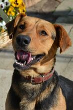 PIKO, Hund, Mischlingshund in Ungarn - Bild 6