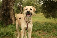 ULISES, Hund, Mischlingshund in Spanien - Bild 1