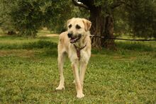 ULISES, Hund, Mischlingshund in Spanien - Bild 10