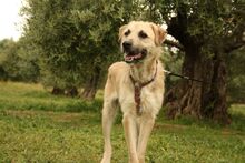 ULISES, Hund, Mischlingshund in Spanien - Bild 11