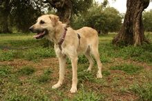 ULISES, Hund, Mischlingshund in Spanien - Bild 12