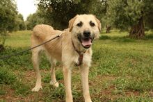 ULISES, Hund, Mischlingshund in Spanien - Bild 13