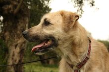 ULISES, Hund, Mischlingshund in Spanien - Bild 14
