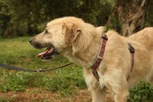 ULISES, Hund, Mischlingshund in Spanien - Bild 15