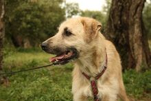 ULISES, Hund, Mischlingshund in Spanien - Bild 16