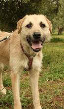 ULISES, Hund, Mischlingshund in Spanien - Bild 19