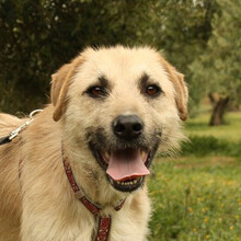ULISES, Hund, Mischlingshund in Spanien - Bild 20