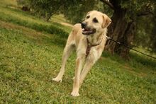 ULISES, Hund, Mischlingshund in Spanien - Bild 4