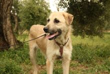 ULISES, Hund, Mischlingshund in Spanien - Bild 5