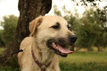 ULISES, Hund, Mischlingshund in Spanien - Bild 6