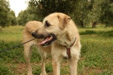 ULISES, Hund, Mischlingshund in Spanien - Bild 7