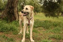 ULISES, Hund, Mischlingshund in Spanien - Bild 8