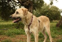 ULISES, Hund, Mischlingshund in Spanien - Bild 9