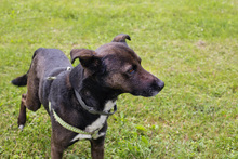 ZEUS, Hund, Mischlingshund in Kroatien - Bild 4