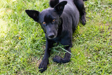 INGE, Hund, Mischlingshund in Kroatien - Bild 1