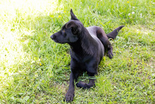 INGE, Hund, Mischlingshund in Kroatien - Bild 3