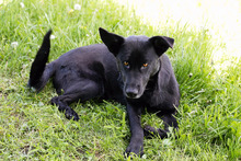 INGE, Hund, Mischlingshund in Kroatien - Bild 4