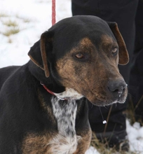 TODI, Hund, Mischlingshund in Ungarn - Bild 1