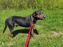 TODI, Hund, Mischlingshund in Ungarn - Bild 6