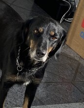 BECKY, Hund, Mischlingshund in Düsseldorf - Bild 7