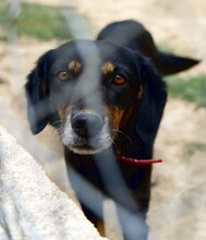 BECKY, Hund, Mischlingshund in Düsseldorf - Bild 9