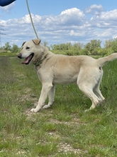 CSIBESZ, Hund, Mischlingshund in Ungarn - Bild 5
