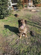 DEIZY, Hund, Mischlingshund in Bulgarien - Bild 1