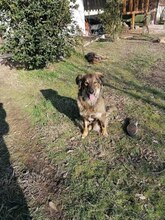 DEIZY, Hund, Mischlingshund in Friolzheim - Bild 5