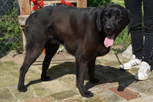 LURKO, Hund, Mischlingshund in Ungarn - Bild 1