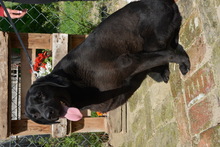 LURKO, Hund, Mischlingshund in Ungarn - Bild 8