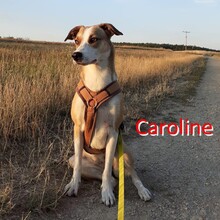 CAROLINE, Hund, Mischlingshund in Heroldsberg - Bild 1