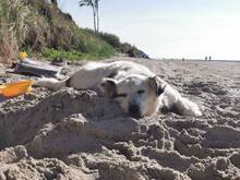 SUNNY, Hund, Mischlingshund in Bulgarien - Bild 2