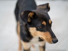 MAJA, Hund, Mischlingshund in Slowakische Republik - Bild 2