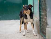 MAJA, Hund, Mischlingshund in Slowakische Republik - Bild 4
