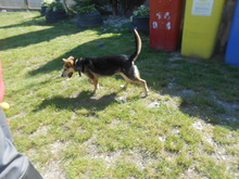FLO, Hund, Mischlingshund in Slowakische Republik - Bild 5